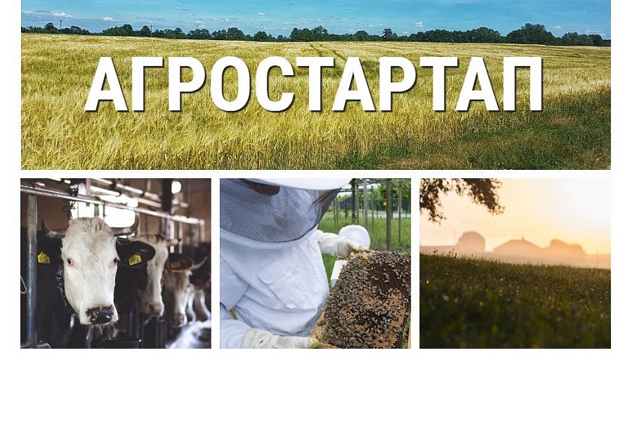 Начинающие фермеры округа получат гранты «Агростартап»