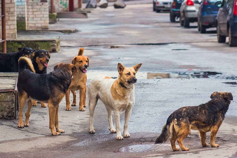 Уважаемые жители, просим не выпускать домашних животных на улицы и в дальнейшем содержать их в пределах своих хозяйств