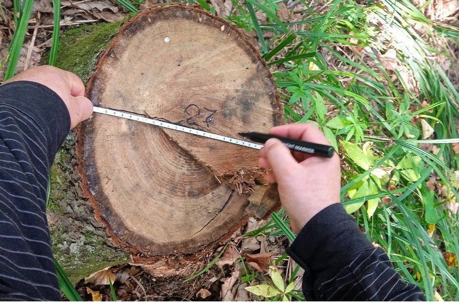 С начала 2024 года лесные инспекторы Чувашии выявили 4 факта незаконных рубок деревьев