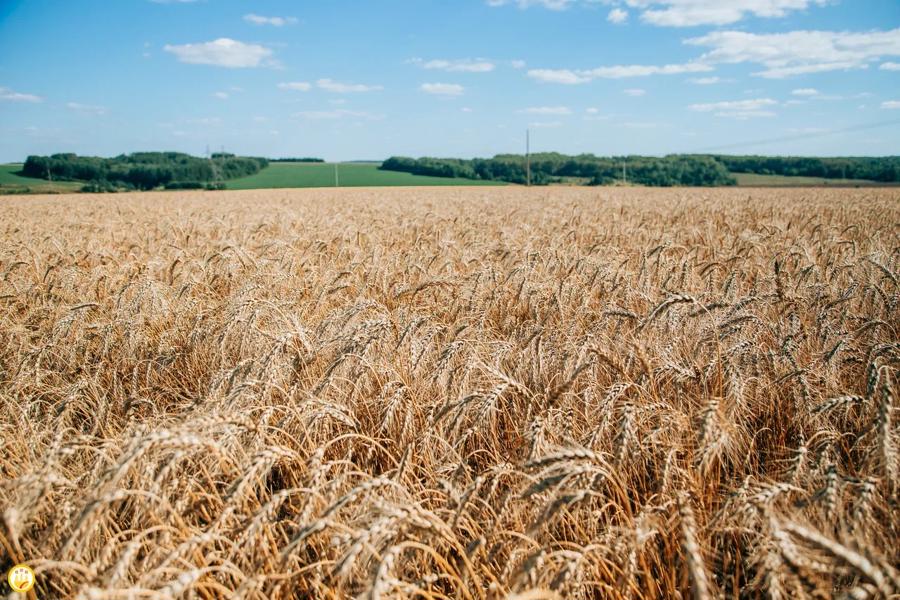 Агродайджест: цены, АПК, красная икра, новогодние праздники и новости Минсельхоза Чувашии