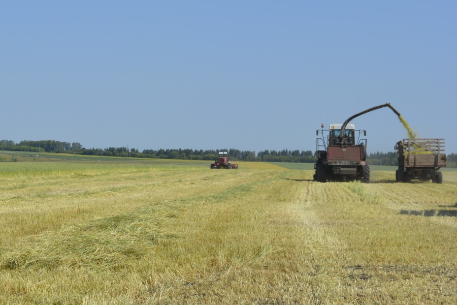 На полях Яльчикского муниципального округа продолжается заготовка сенажа из однолетних трав