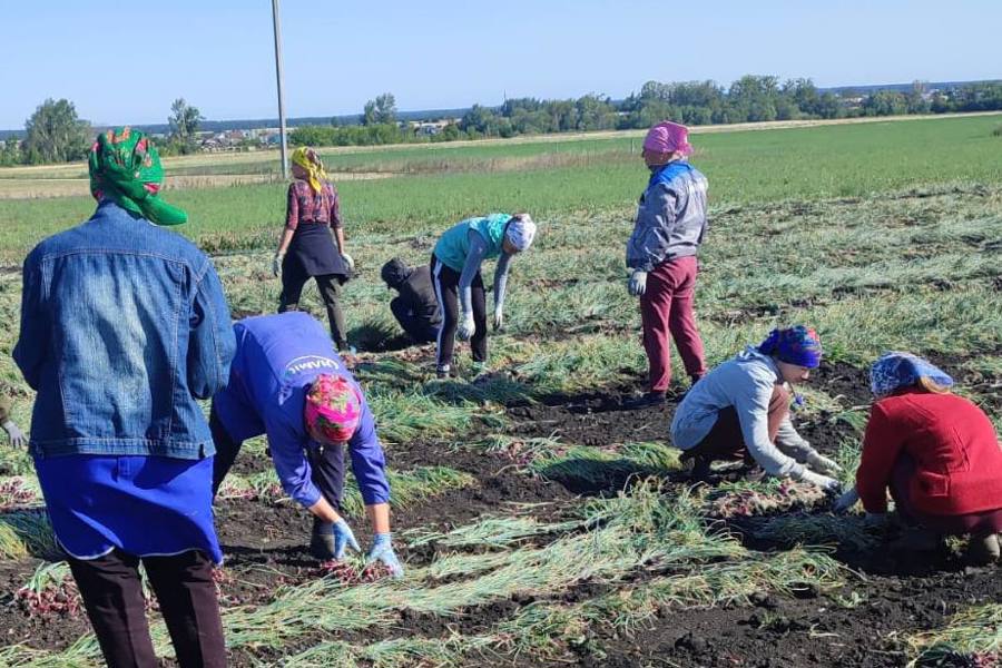 В Шемуршинском муниципальном  округе начали уборку лука – севка