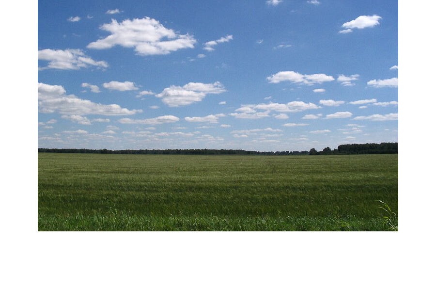 Хозяйства округа выполнили почти 97 % плана по севу яровых зерновых и зернобобовых культур