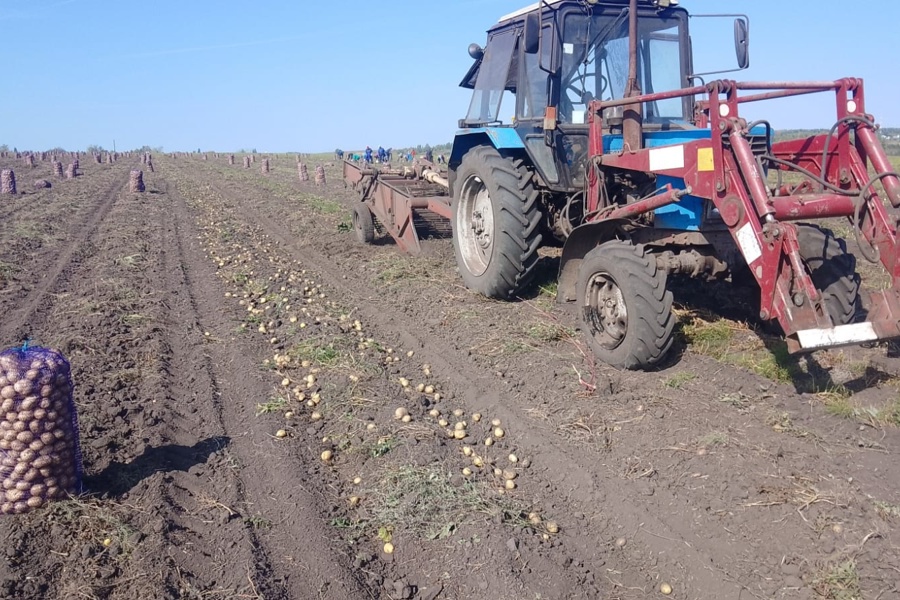 Горячая пора» сельхозтоваропроизводителей | Шумерлинский муниципальный  округ Чувашской Республики