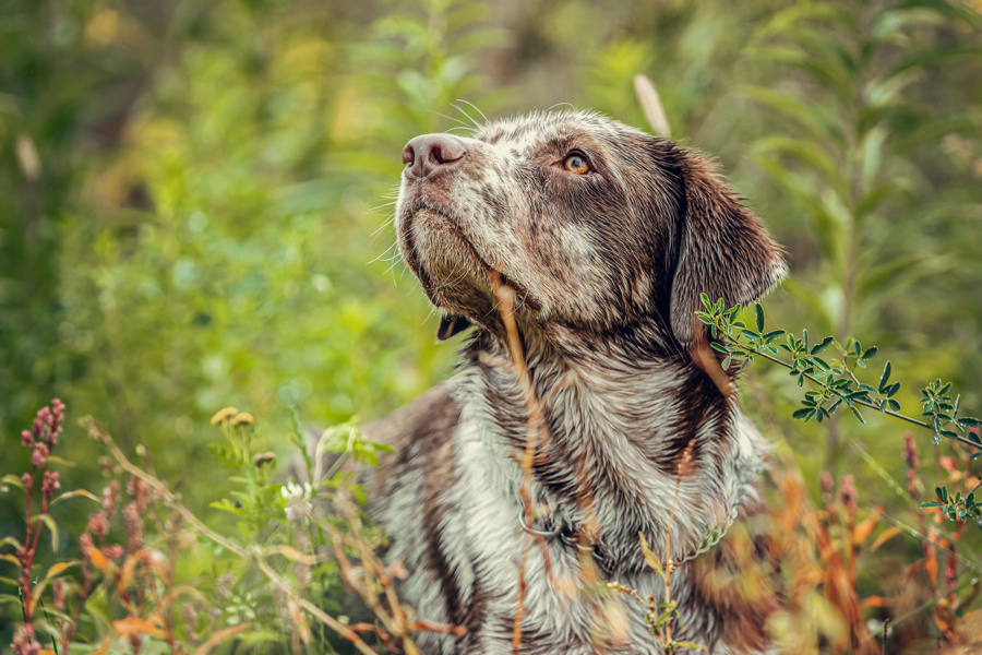 Пироплазмоз собак. Какую опасность таят иксодовые клещи?