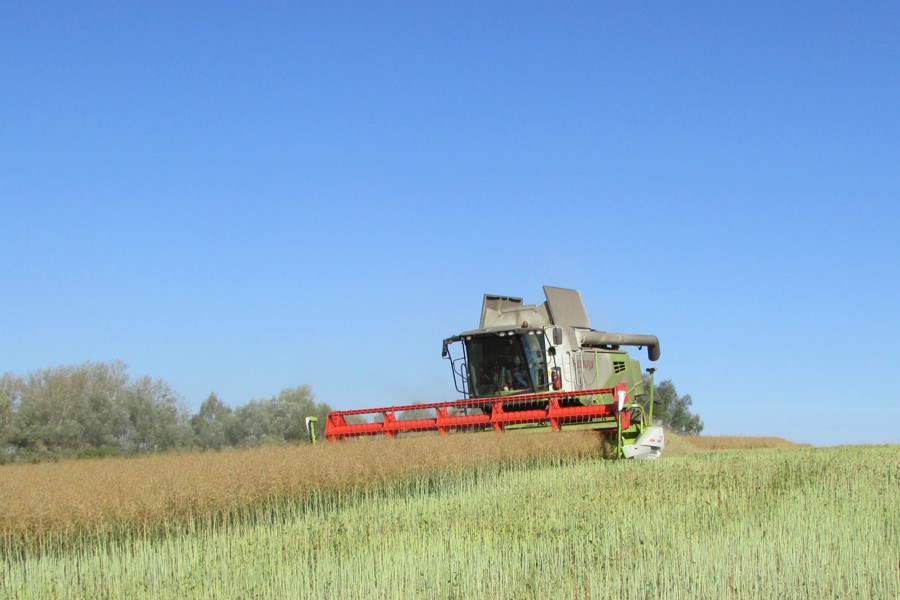 В хозяйствах Аликовского муниципального округа завершилась уборка зерновых и зернобобовых культур