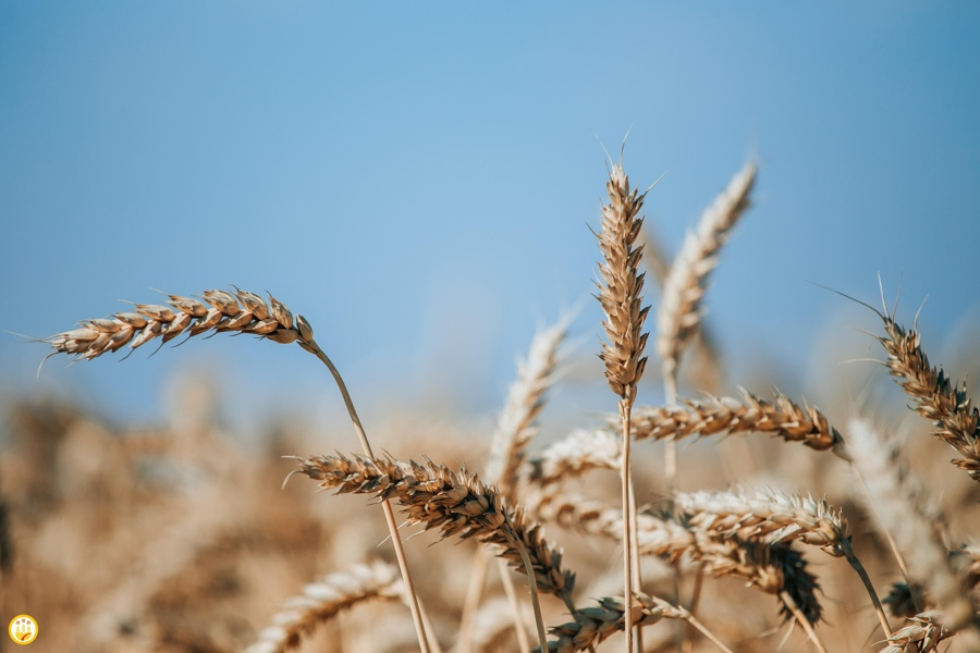 Сельхоздайджест: цены на хлеб, зерно и мясо птицы, кредиты и господдержка