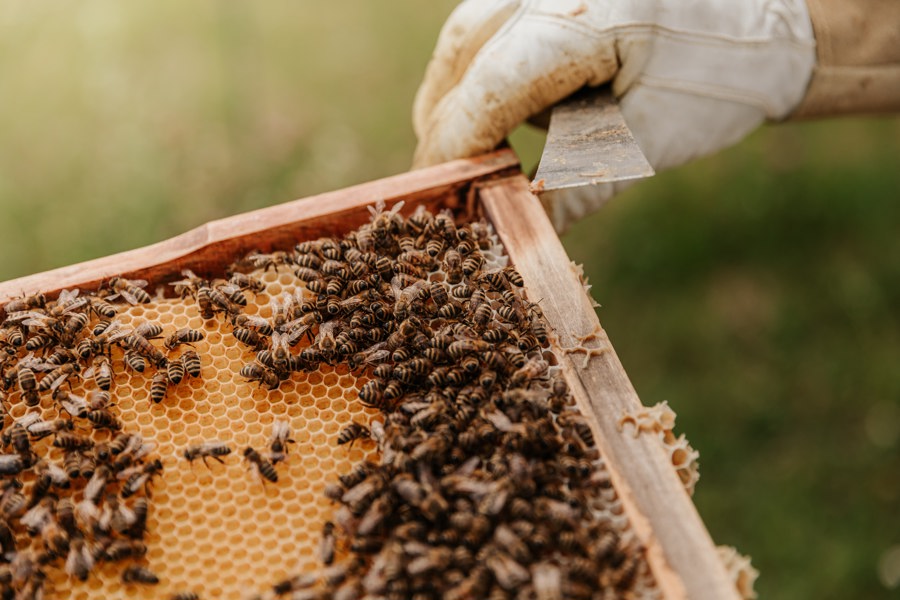 В 2 районах Чувашии выявлены инвазионные заболевания пчел