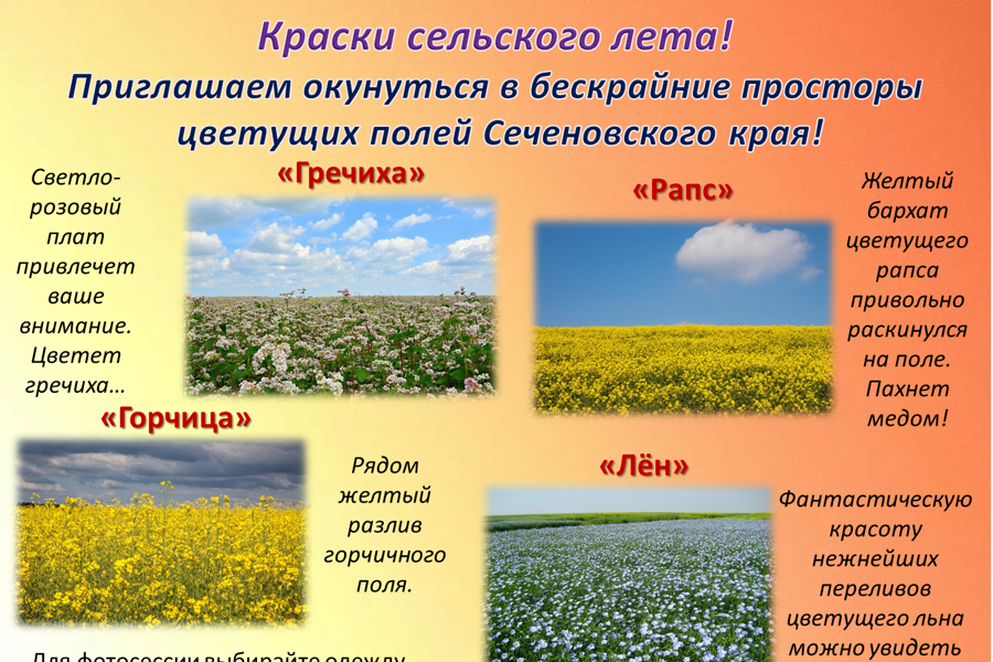 Краски сельского лета: Сеченовский муниципальный округ приглашает окунуться в просторы цветущих полей