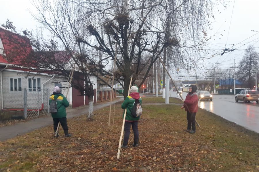 В Чебоксарах началась работа по формовочной стрижке деревьев