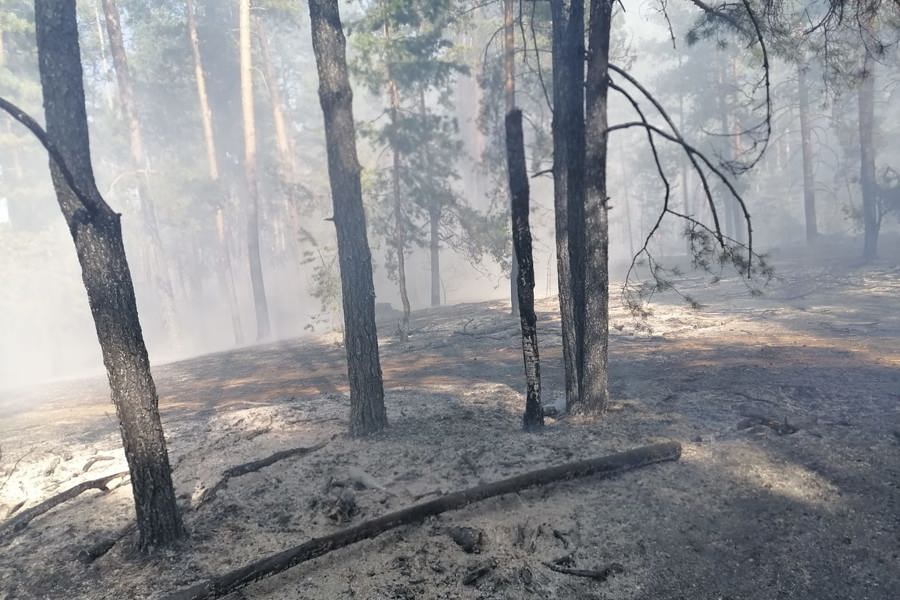 В Шемуршинском лесничестве Минприроды Чувашии оперативно ликвидирован лесной пожар