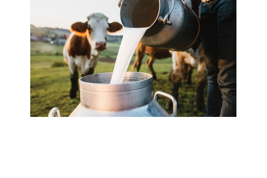 Закупочные цены на молоко от населения продолжают расти в Чувашии
