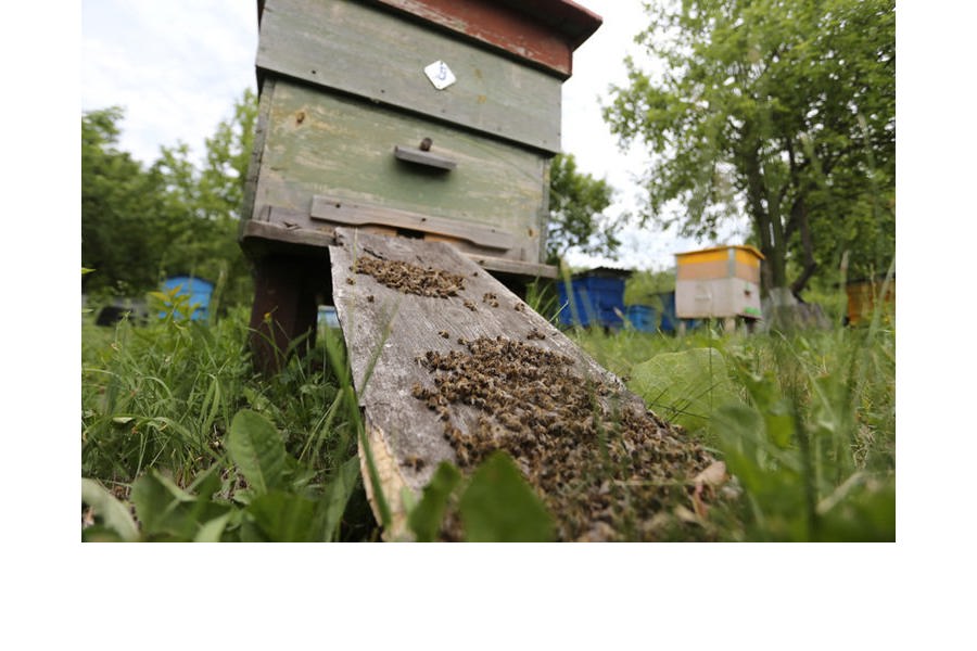В Чувашской Республике формируется реестр пчеловодов