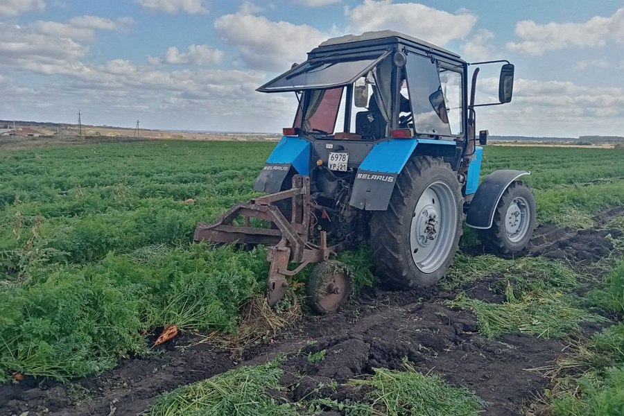 В ФКУ КП -8 началась уборка овощей