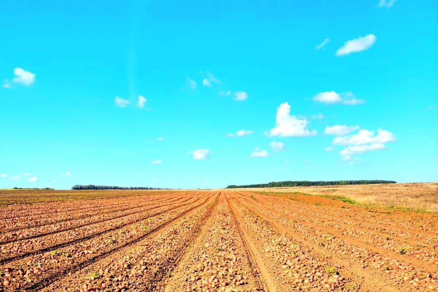 Аграрии Цивильского округа наращивают темпы уборки картофеля