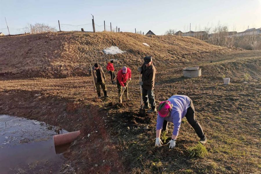 Акция «Посади дерево»