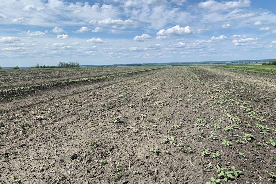 В хозяйствах Шемуршинского муниципального округа продолжаются работы по фосфоритованию почв