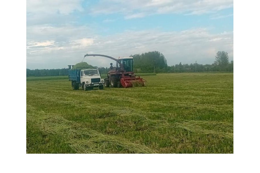 В сельскохозяйственных предприятиях Порецкого округа начался сезон заготовки кормов на предстоящую зиму