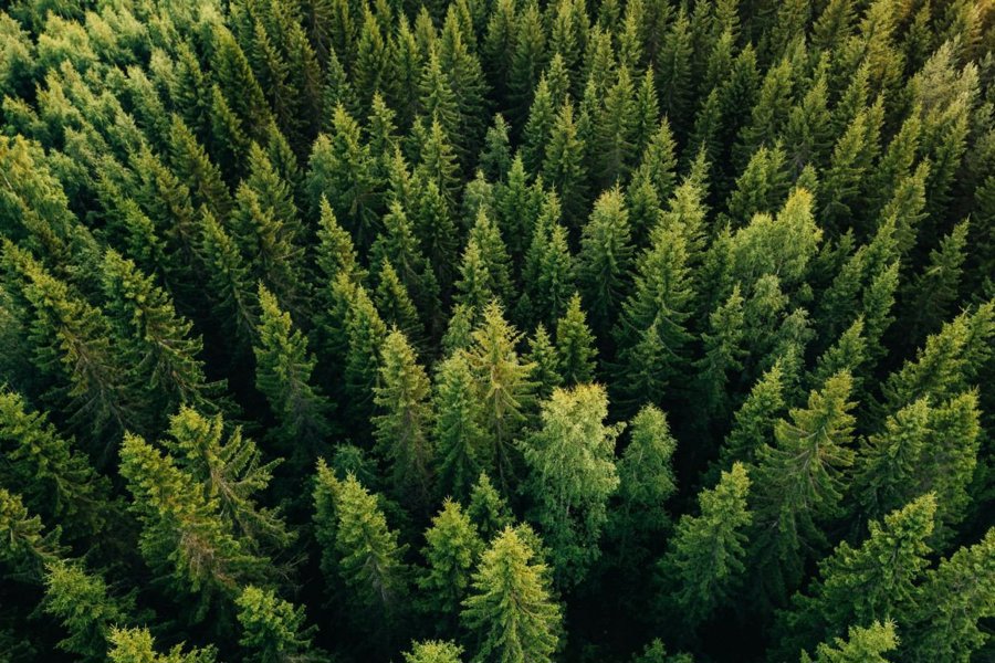 Успейте сдать лесную отчетность до 10 января 2024 года