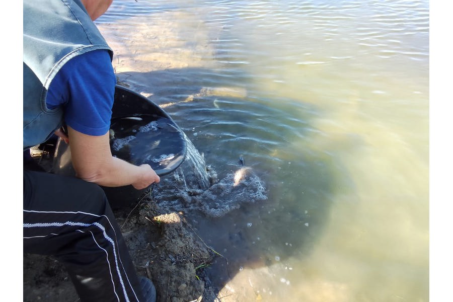 В очищенный по инициативе граждан пруд села Гришино выпущены мальки рыб благородных пород