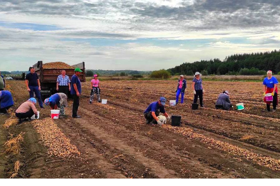 В ООО «Агрофирма «Канмаш» лук-севок уже выращивается второй год