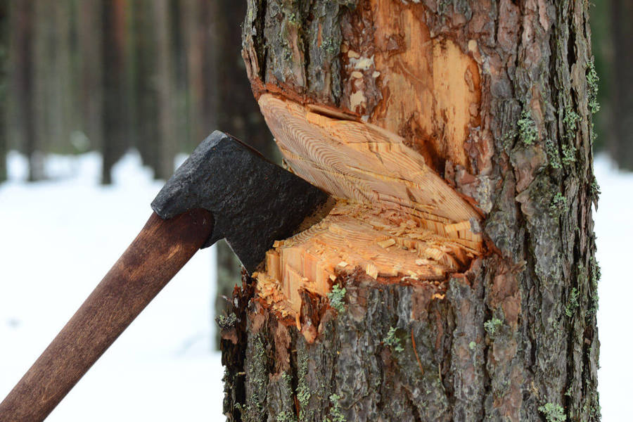 В Чувашии по требованию природоохранного прокурора местным жителем возмещен ущерб, причиненный лесному фонду, в результате незаконной рубки деревьев