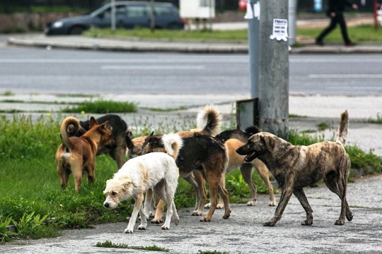 14 марта в Алатыре будет продолжен отлов бродячих собак