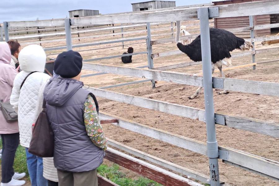 Серебряные волонтеры Чебоксарского района посетили страусиную ферму