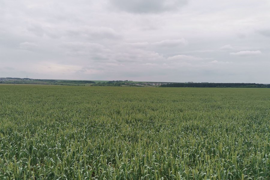 В Батыревском муниципальном округе проведен осмотр полей