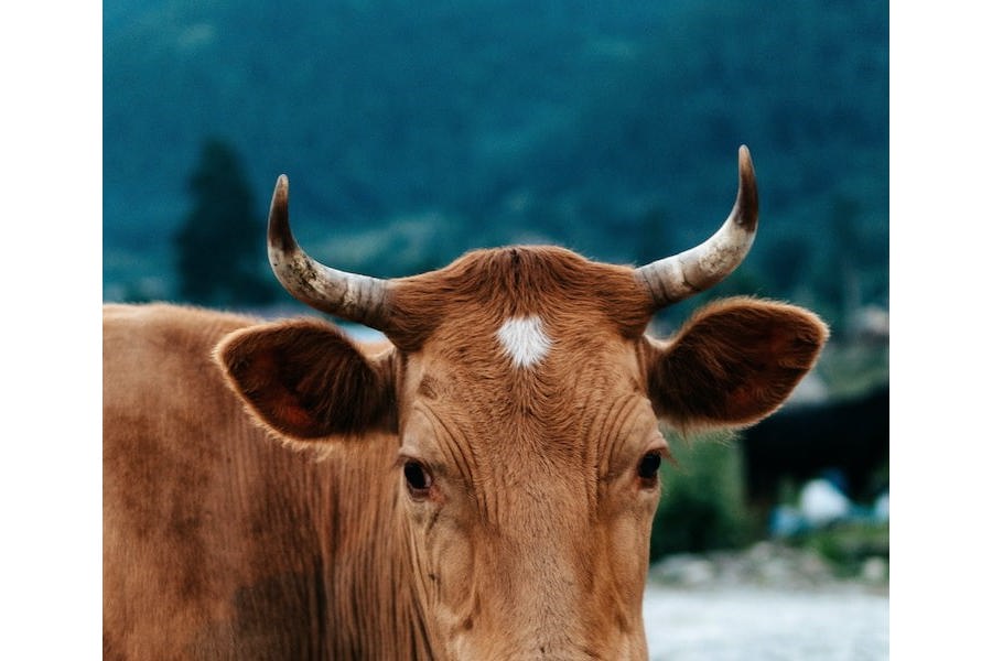 Определение возраста коровы по зубам и рогам