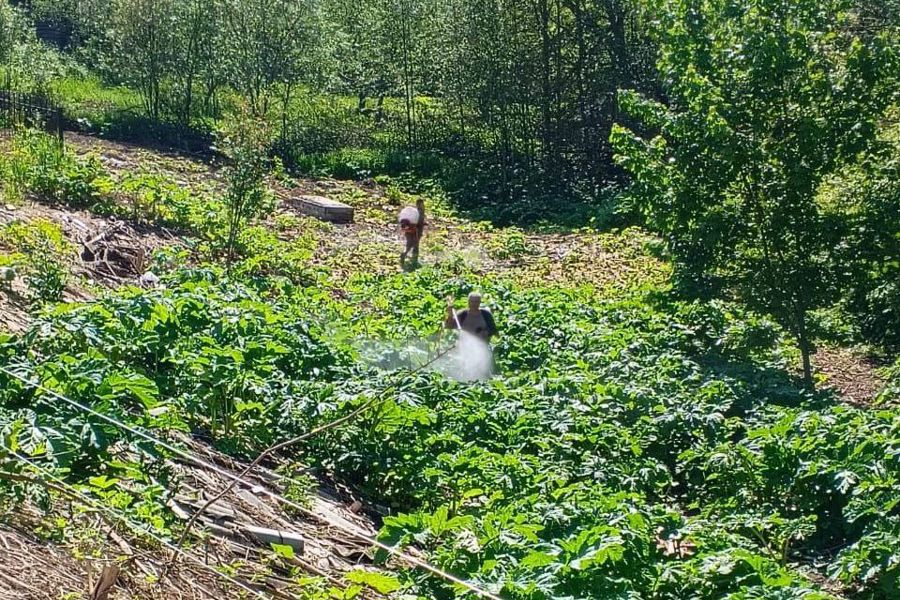 Продолжается борьба с борщевиком Сосновского