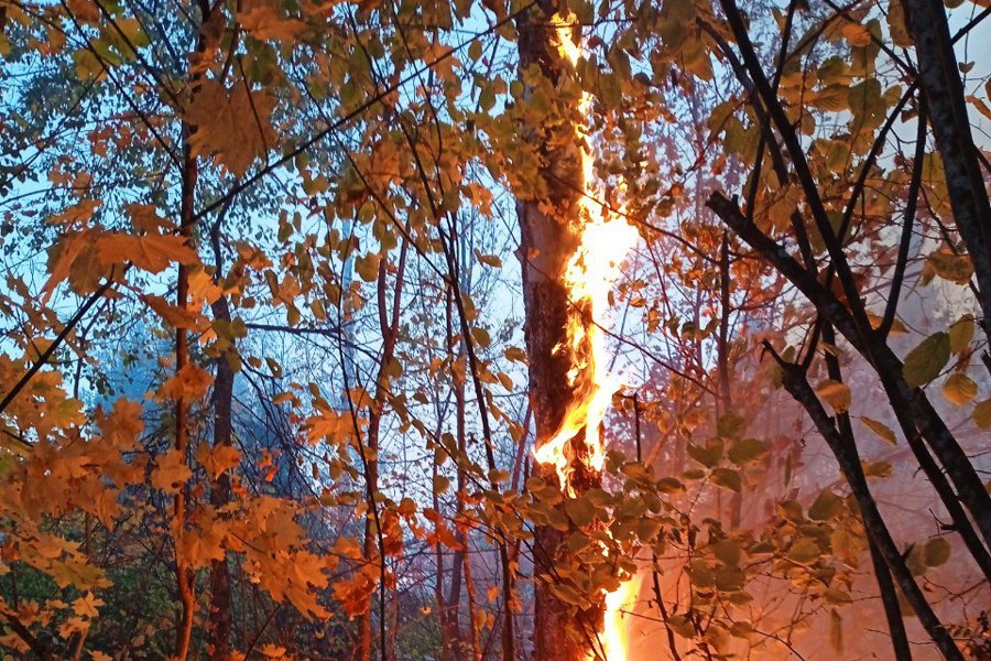 В Чувашии потушены два лесных пожара