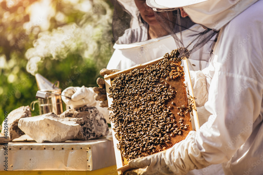 Государственная ветеринарная служба Чувашии: как предотвратить отравление пчел пестицидами и агрохимикатами