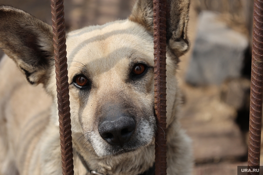 С 1 марта 2024 г. устанавливаются требования к содержанию животных в местах, используемых для торговли животными