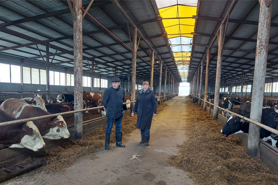 Проверка готовности помещений к зимовке скота  в сельскохозяйственных организациях Ибресинского муниципального округа