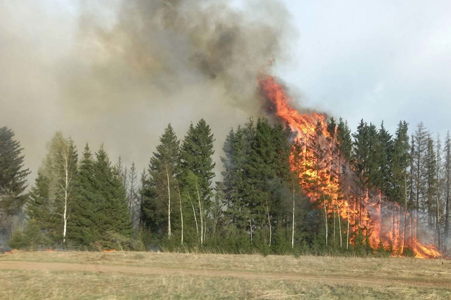 Памятка по профилактике лесных пожаров