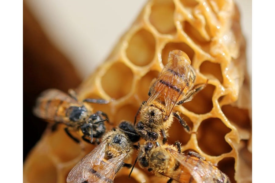 Жива пчела-жива планета. О мерах по недопущению гибели пчел в период медоноса