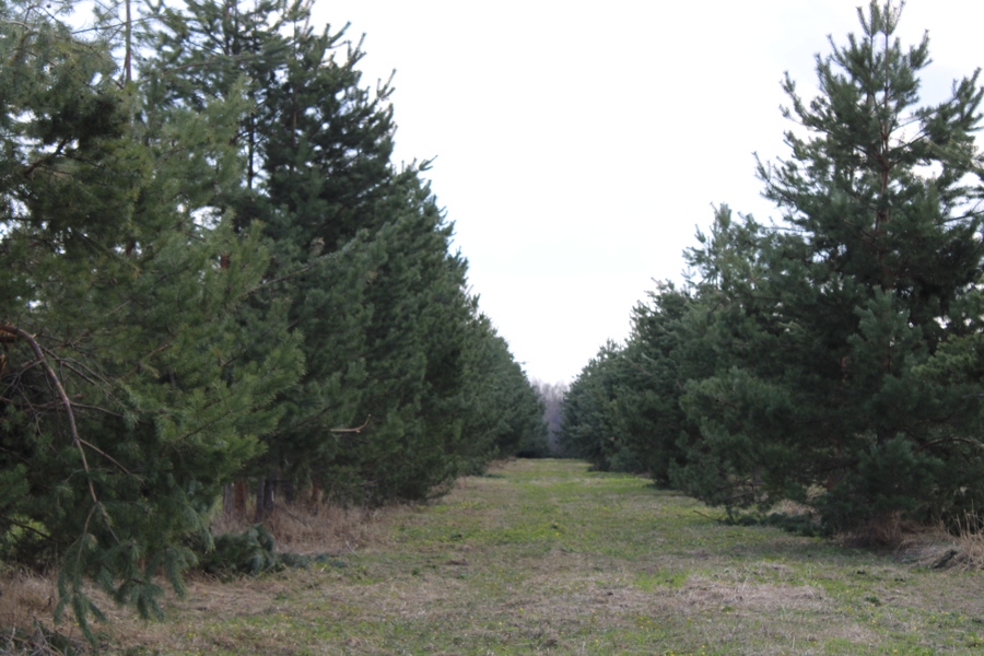 В Чувашии подвели итоги государственного мониторинга воспроизводства лесов за 2023 год
