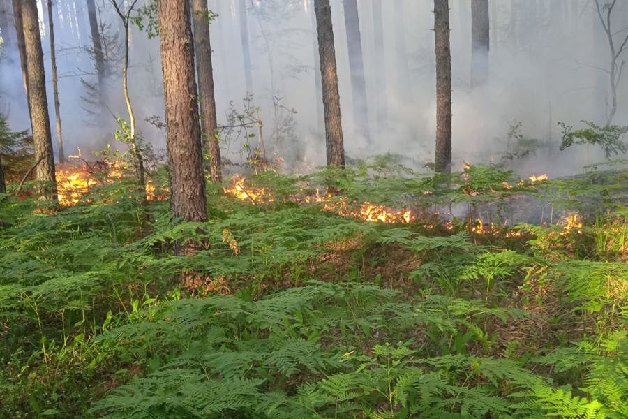 Лесной пожар в Алатырском лесничестве (12.07.2024 г.)