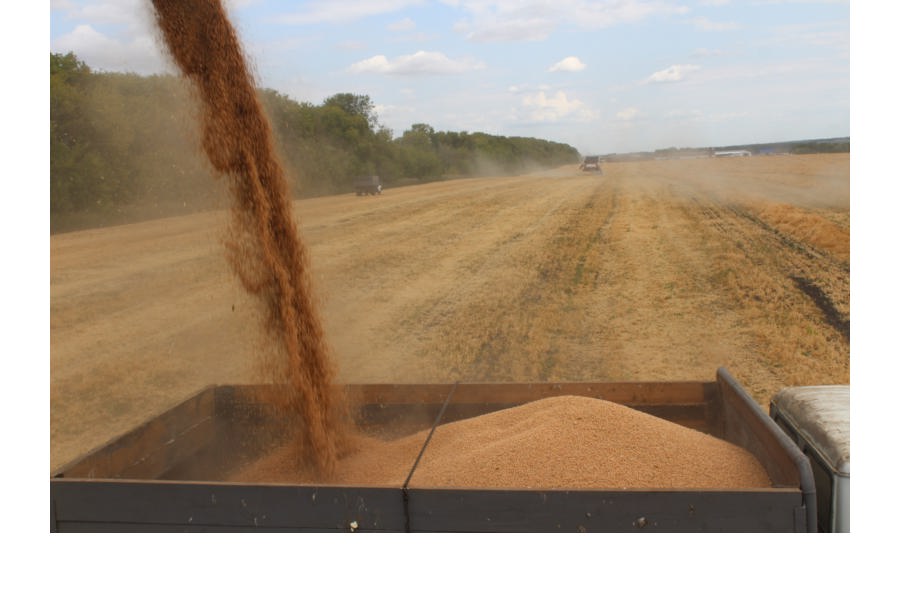 В СХПК «Комбайн» приступили к обмолоту гороха и озимой пшеницы