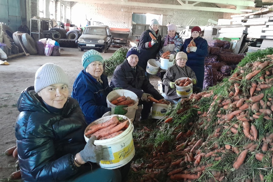 Пенсионеры помогают сохранять урожай.