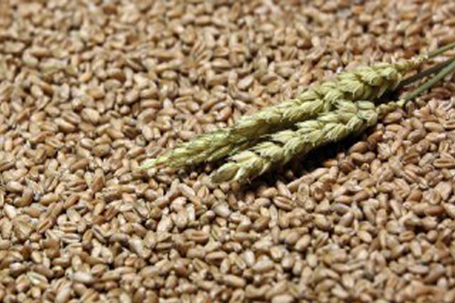 Подкомиссия по таможенно-тарифному регулированию поддержала временный запрет на вывоз твердой пшеницы из России