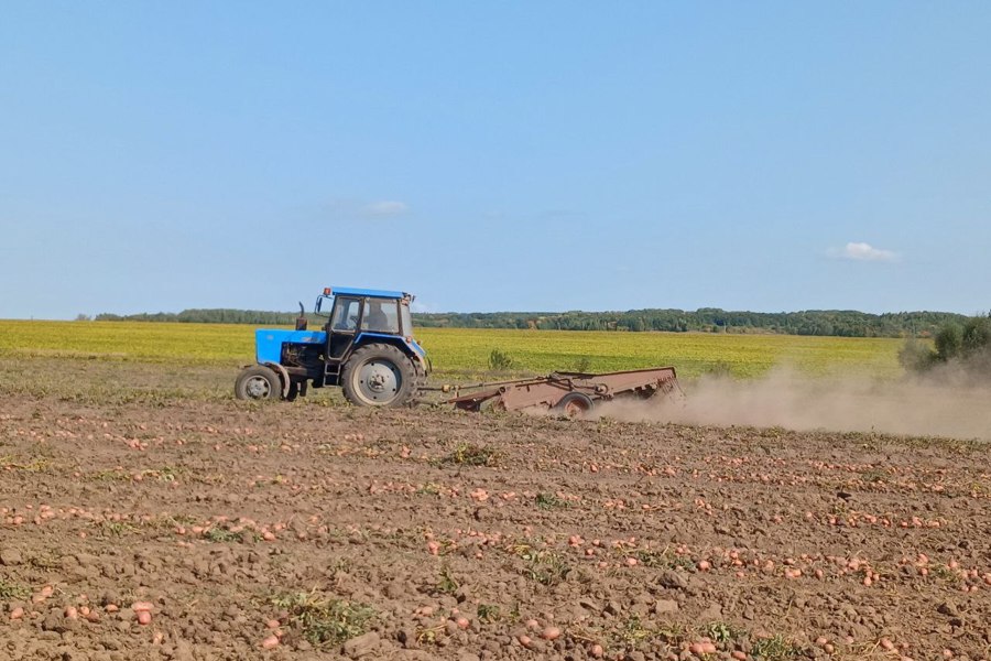 В Моргаушском муниципальном округе началась уборка картофеля, продолжается заготовка кормов