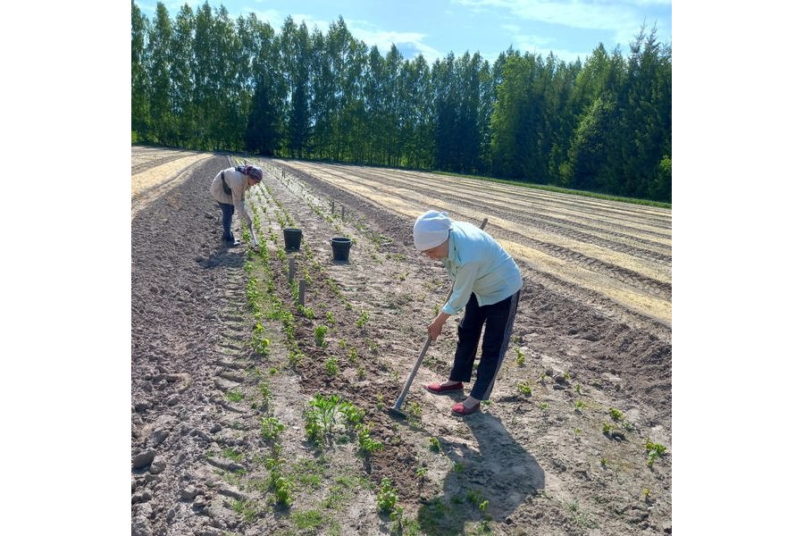 Летняя работа в Алгашинском участковом лесничестве (04.08.2023 г.)