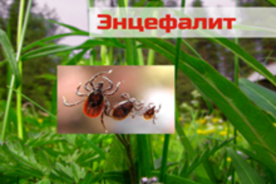 БОРЬБА с  ЭНЦЕФАЛИТОМ