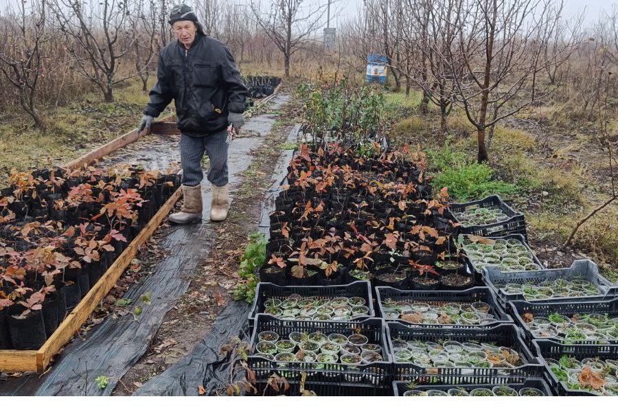 Виноградарь из Канашского округа начал подготовку к новому сезону