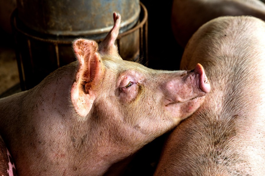 Специалистами БУ ЧР «Порецкая районная СББЖ» Госветслужбы Чувашии проведена вакцинация свиней против рожи