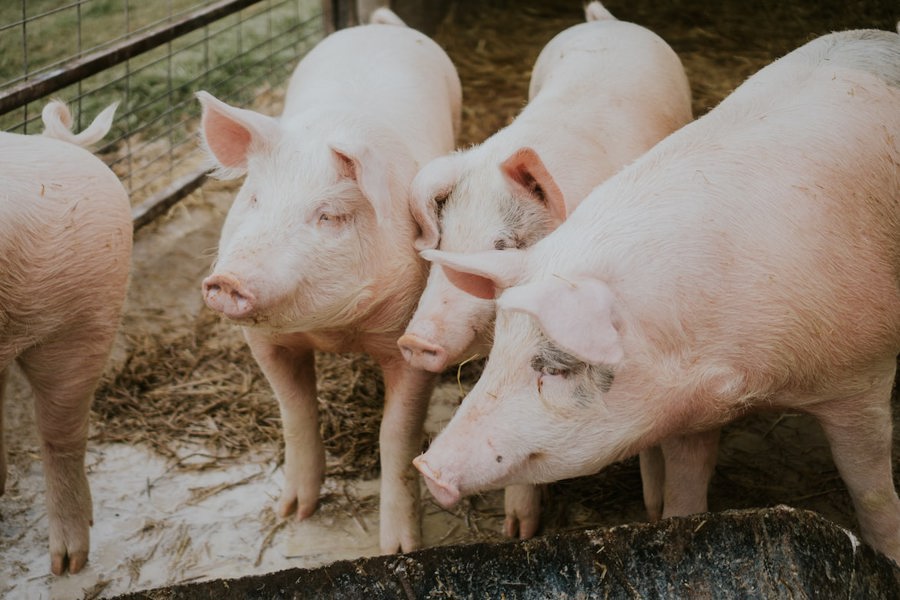 Минсельхоз России утвердил новые ветправила для определения зоосанитарного статуса свиноводческих предприятий