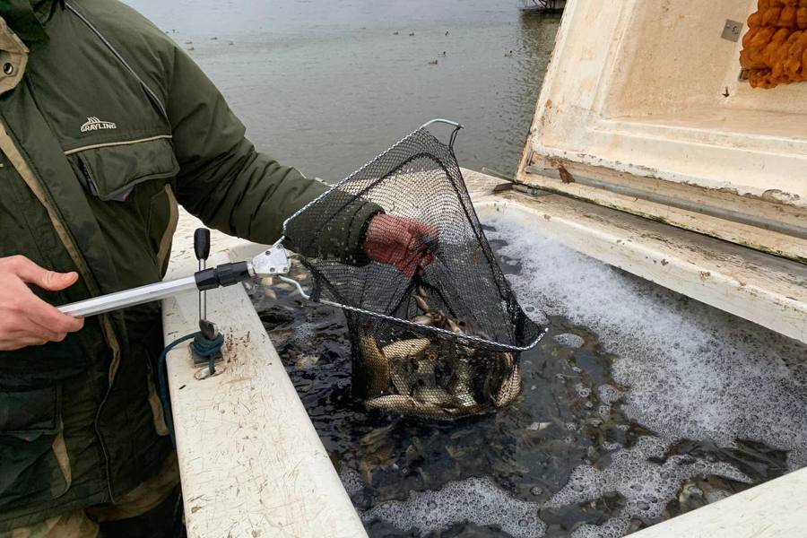 Чебоксарское водохранилище пополнилось почти 60 тыс. мальков сазана