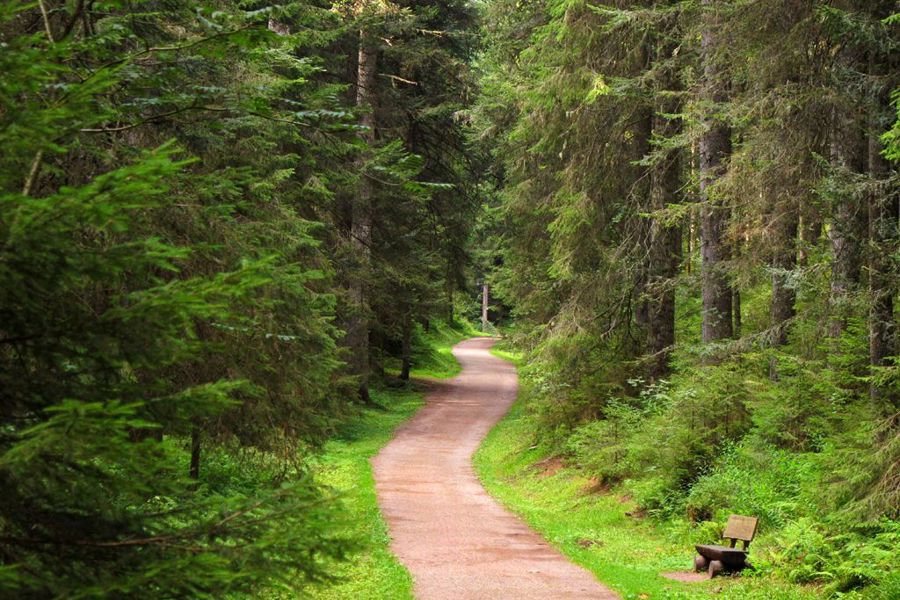 Аренда леса под рекреацию – вклад в развитие экотуризма